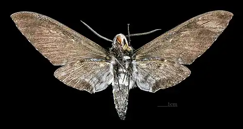 Euryglottis dognini ♀ △