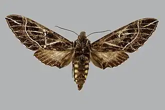 Euryglottis johannes