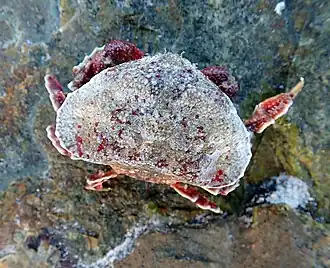 Eurynolambrus australis