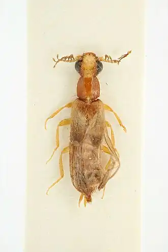 Euryopa singularis