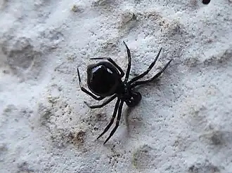 Euryopis episinoides