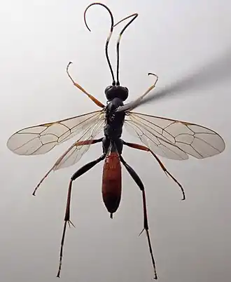 Euryproctus nemoralis