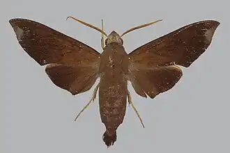 Eurypteryx geoffreyi