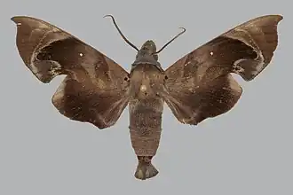 Eurypteryx obtruncata