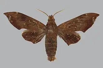 Eurypteryx shelfordi