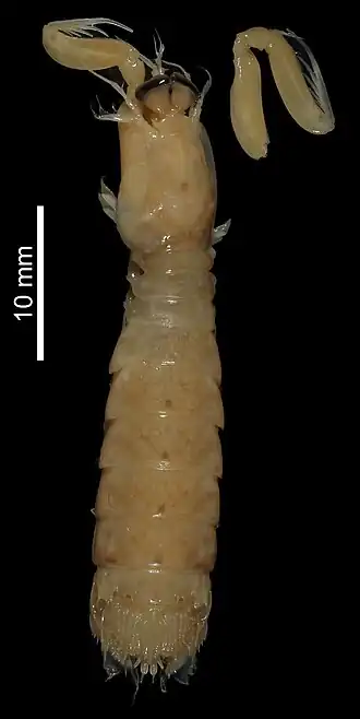 Eurysquilla crosnieri