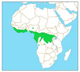 Blauwkeelscharrelaar