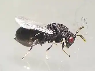 Eurytoma obtusiventris