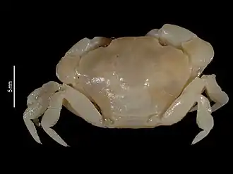 Euryxanthops latifrons