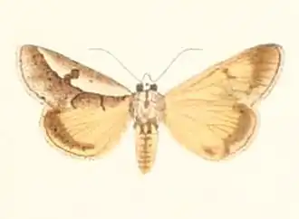 Euscirrhopterus