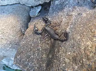 Italiaanse schorpioen