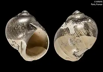 Euspira presubplicata