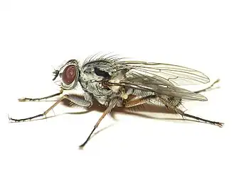 Eustalomyia vittipes