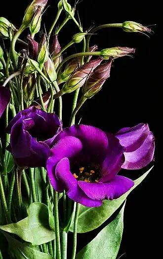 Eustoma of Lisianthus