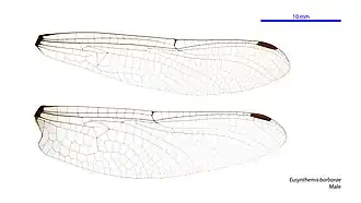 Eusynthemis barbarae