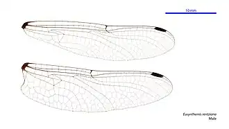 Eusynthemis rentziana