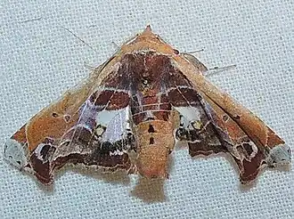 Eutelia pulcherrimus