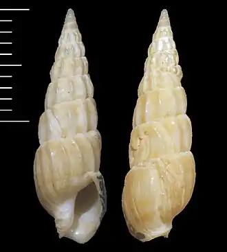 Euterebra lightfooti