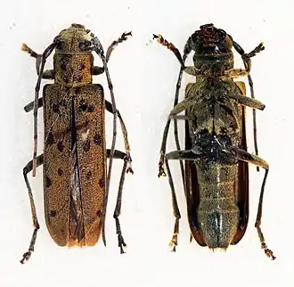 Eutetrapha sedecimpunctata