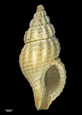 Euthrenopsis venusta