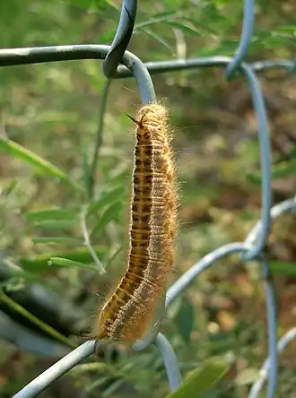 Euthrix albomaculata