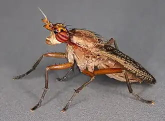 Droge breedkopslakvlieg