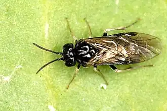 Eutomostethus gagathinus