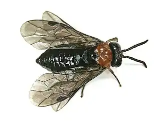 Eutomostethus ephippium