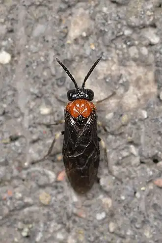 Eutomostethus ephippium