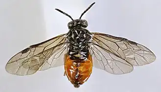 Eutomostethus luteiventris