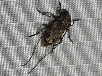 Eutrichillus canescens