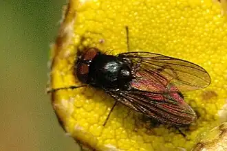 Eutrichota socculata