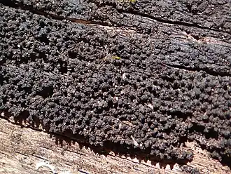 Stekelige korstkogelzwam