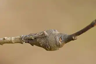 Platte wilgtakbladwesp