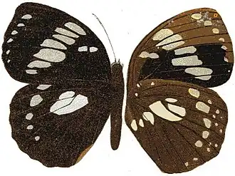 Euxanthe madagascariensis