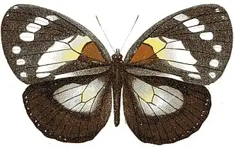 Euxanthe trajanus