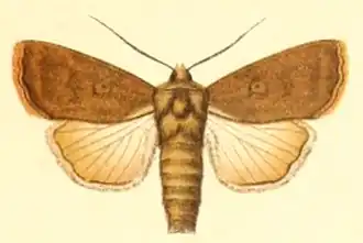 Euxoa acuminifera