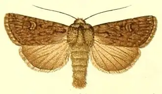 Dichagyris celsicola