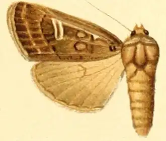 Agrotis characteristica