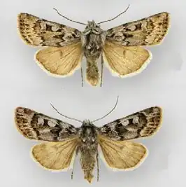 Euxoa churchillensis