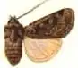 Agrotis coquimbensis