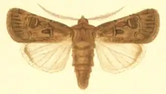 Agrotis crassa