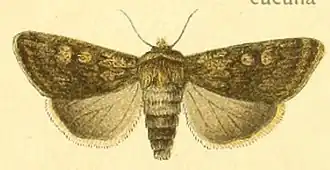 Euxoa culminicola