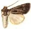 Agrotis edmondsi