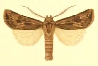 Agrotis endogaea