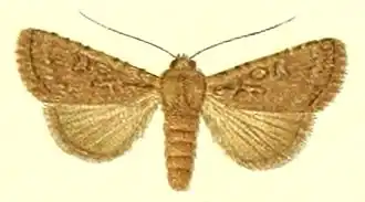 Oncocnemis exacta