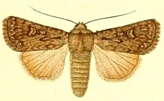 Dichagyris forcipula