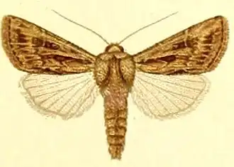 Agrotis graslini