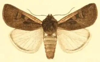 Euxoa hastifera
