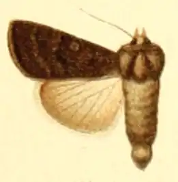 Euxoa homicida